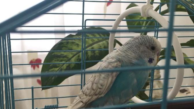 Muhabbet kuşum yem yemiyor durduğu yerde duruyor?