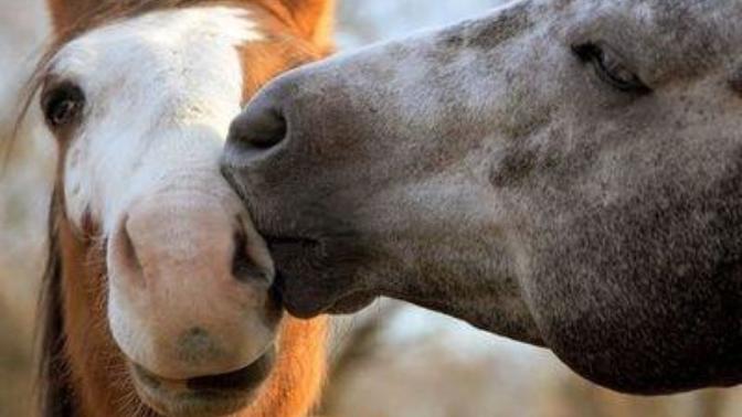 At öpücüğü sever misiniz?