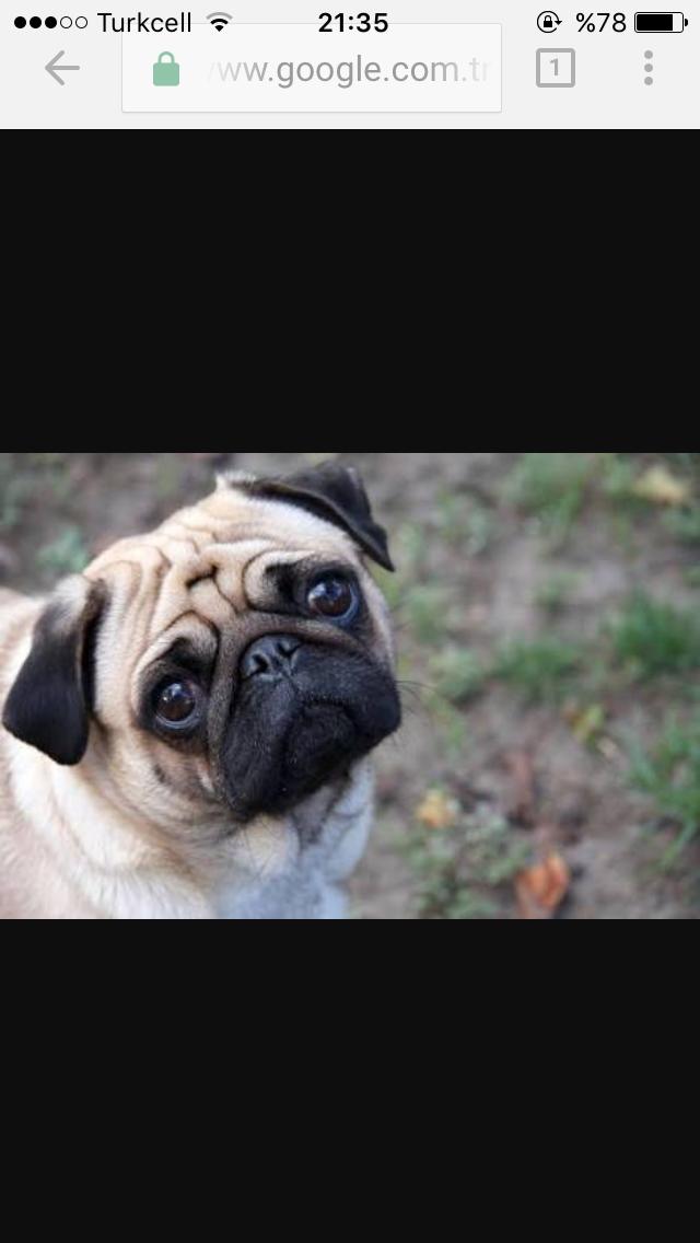 Golden mi pug muu?