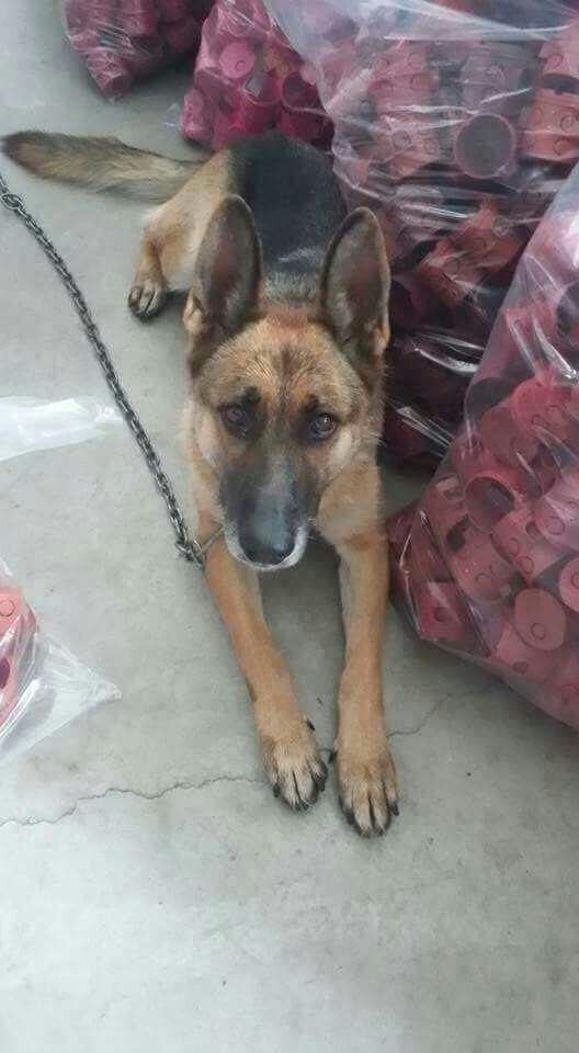 Bu köpek İyimi cinsi ne bilgisi olan yazarsa sevinirim?