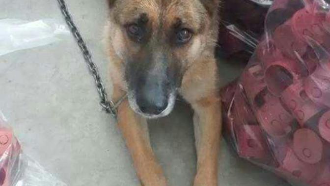 Bu köpek İyimi cinsi ne bilgisi olan yazarsa sevinirim?