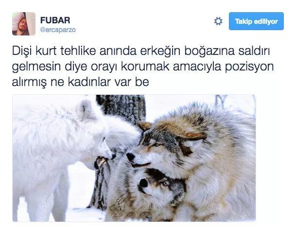 Şu Dişi Kurt kadar olacak kız var mı acaba Asena...?