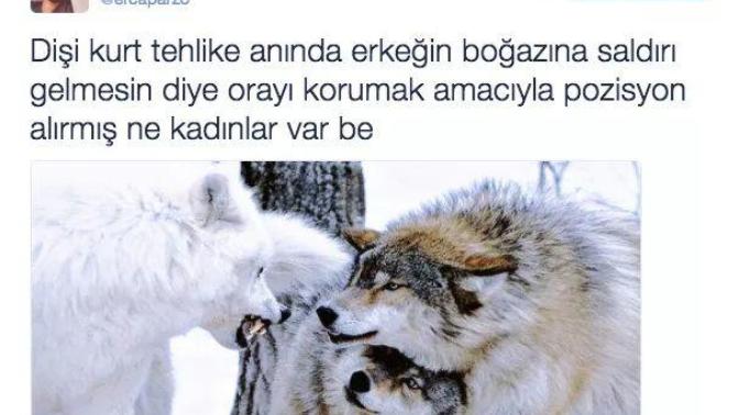 Şu Dişi Kurt kadar olacak kız var mı acaba Asena?