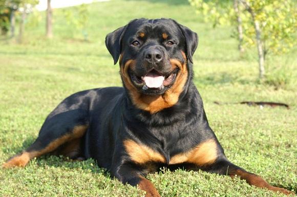 Hangi köpeği alsam?