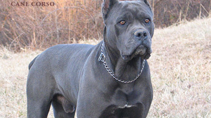 Hangi köpeği alsam?