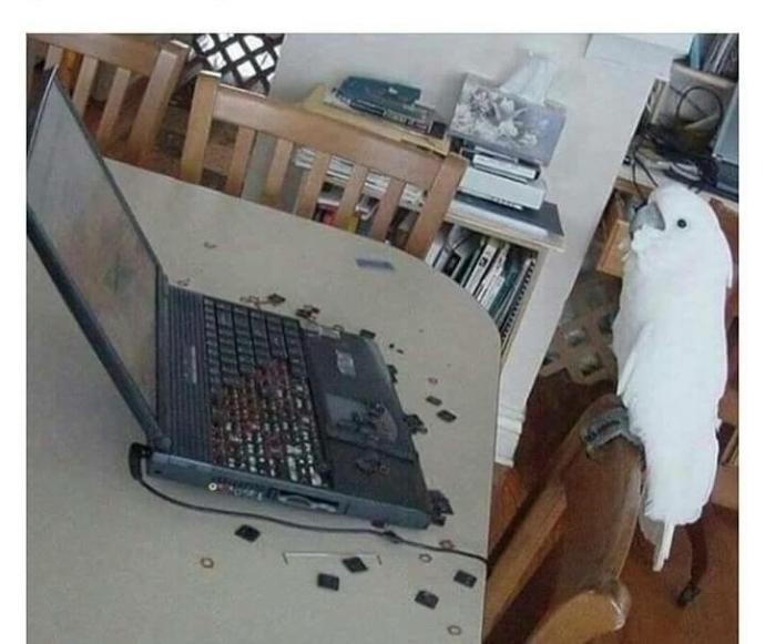 Beyler şimdi bu papağanın yahnisi mi güzel olur dolması mı?