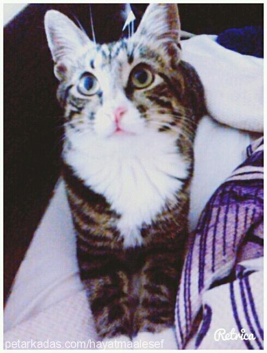 Kedi sahiplenmek isteyen var mı? 😢?