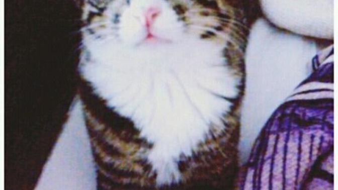 Kedi sahiplenmek isteyen var mı? 😢?