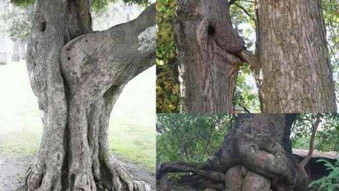 Ağaçlar  seks yapamıyorsa, bunlar ne yapıyor?