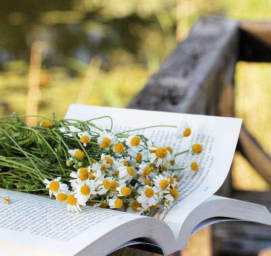 İnstagramın en güzel kitap ve fotoğraf severler için en güzel instagram sayfaları değil mi?