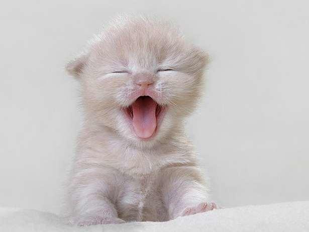 Kedi mi köpek mi?