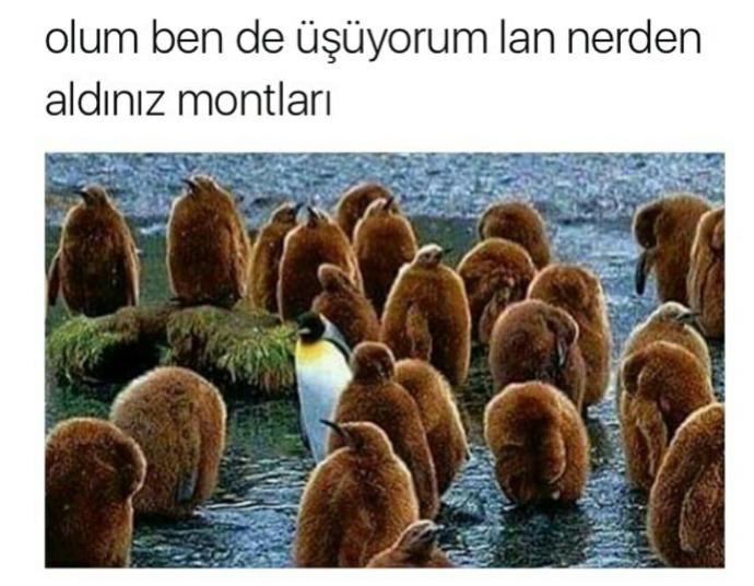 Penguenler üşür mü?