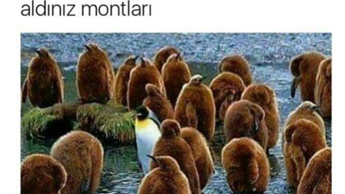 Penguenler üşür mü?