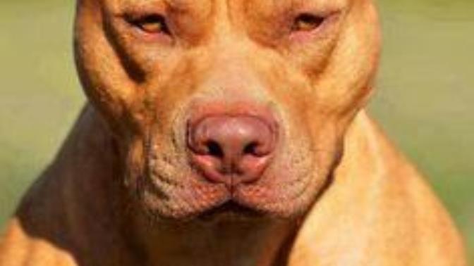Bu köpek apatmanda beslenir mi? 2 haftalık pitbul beslenir mi? büyüdügü zaman böyle oluyor?