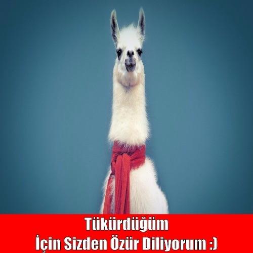 Tüküren Lamalar Hakkında Ne Düşünüyorsunuz Sizce Onlar Terbiyesiz Mi ? 