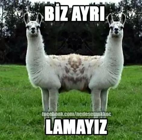 Tüküren Lamalar Hakkında Ne Düşünüyorsunuz Sizce Onlar Terbiyesiz Mi ? 