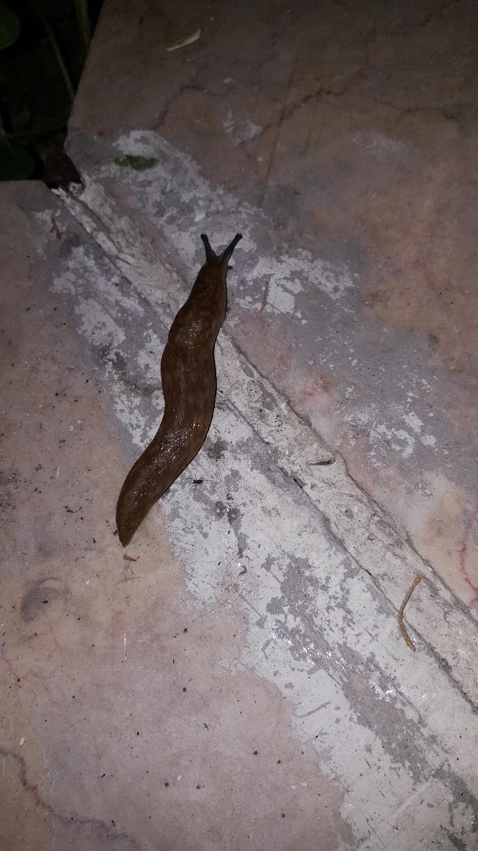 Gördüğünüz değişik hayvanlar var mı 😄?