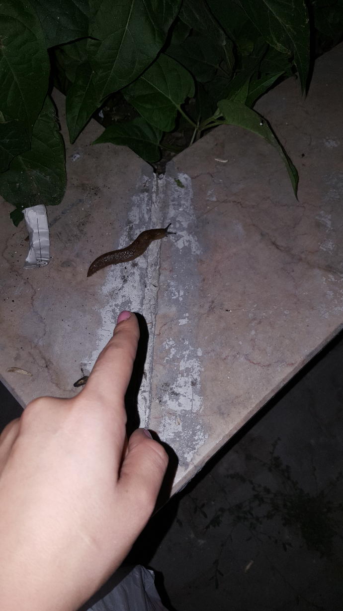 Gördüğünüz değişik hayvanlar var mı 😄?