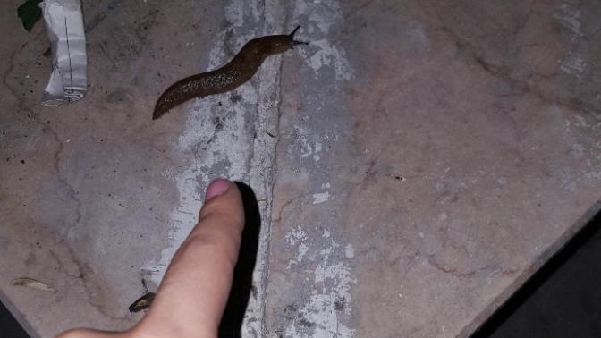 Gördüğünüz değişik hayvanlar var mı 😄?