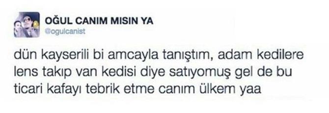 Kedilere lens takıp Van Kedisi diye satmak nedir yahu :o?