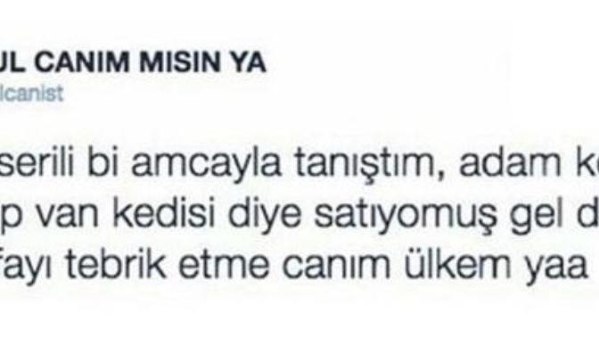 Kedilere lens takıp Van Kedisi diye satmak nedir yahu :o?