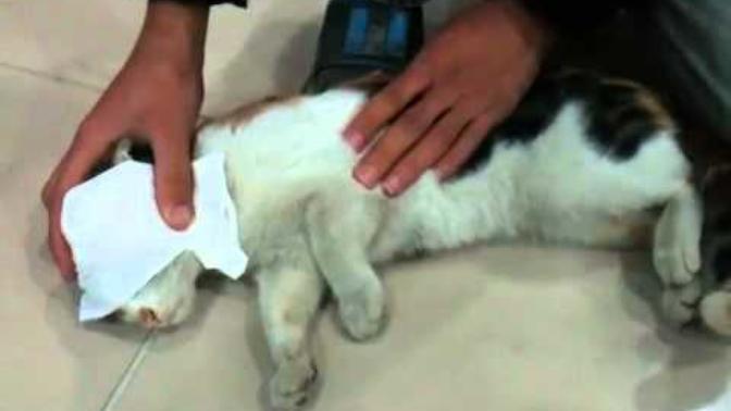 Kurbanlık kedi müslüman satanistler :D kedi kesiyor ne düşünüyorsunuz :D :D?