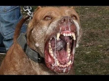 Bu Köpekle Aynı Odada Durmak İster Misiniz _?