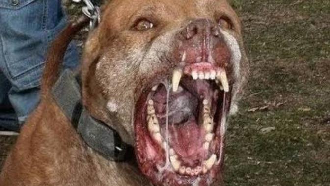 Bu Köpekle Aynı Odada Durmak İster Misiniz _?
