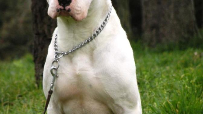 Satılık dogo argentino yardımcı olurmusunuz?