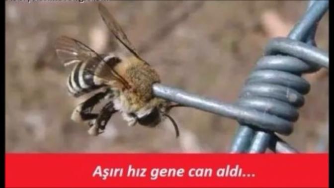 Aşırı hız olum getirir mi 😂😂😂caps?