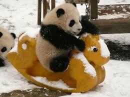 Evde panda beslemek istiyorum😍😍😍Bu mümkün mü💙💙?