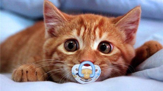 Kedi bakımı nasıl olur ve ve bir kedinin aylık gideri ortalama ne kadardır?