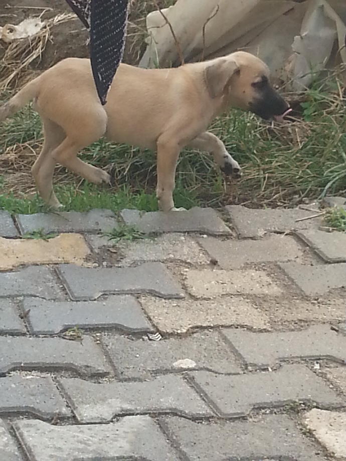 Köpeğimin cinsi ne?