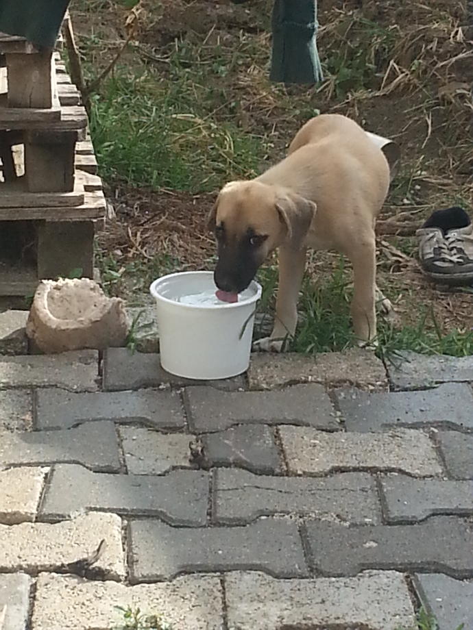 Köpeğimin cinsi ne?