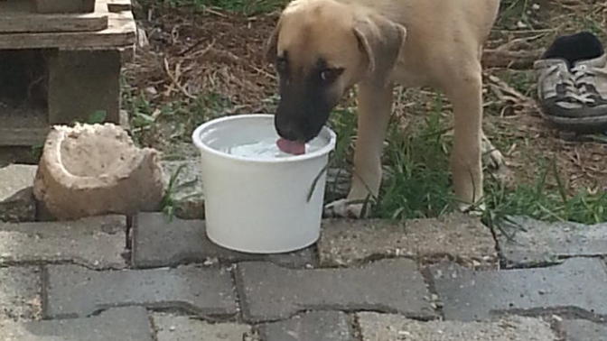 Köpeğimin cinsi ne?