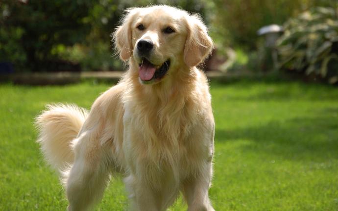 En sevdiğiniz köpek türü hangisi ?