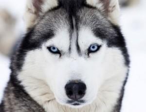 En sevdiğiniz köpek türü hangisi ?