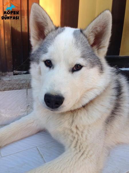 En sevdiğiniz köpek türü hangisi ?