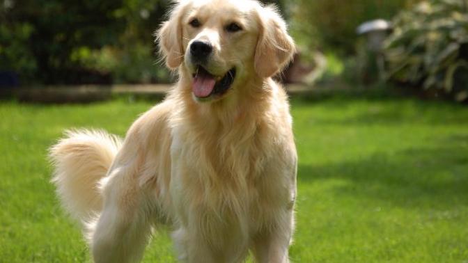 En sevdiğiniz köpek türü hangisi?