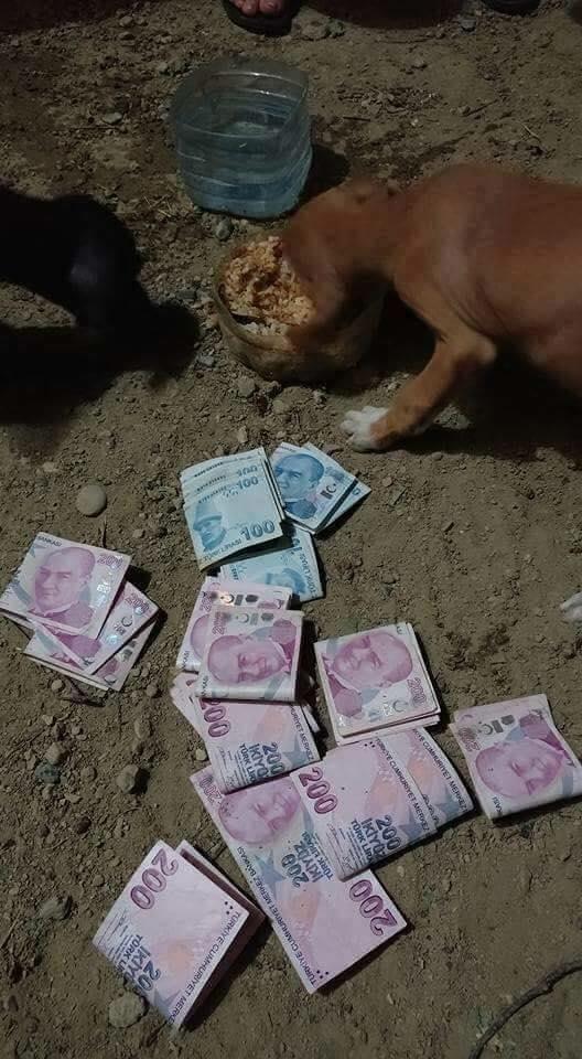 Köpek dahi paranın yüzüne bakmaz iken para için köpekleşen insanlar hakkında ne düşünüyorsunuz ?