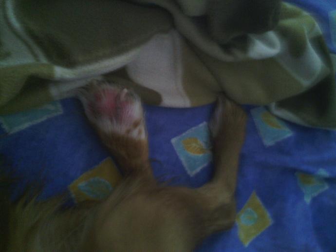 Köpeğimin Patisindeki Şişlik?