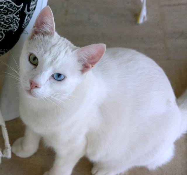 Hangi kedi cinsi daha tatlı?