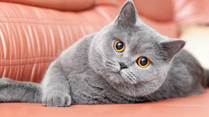 Hangi kedi cinsi daha tatlı?