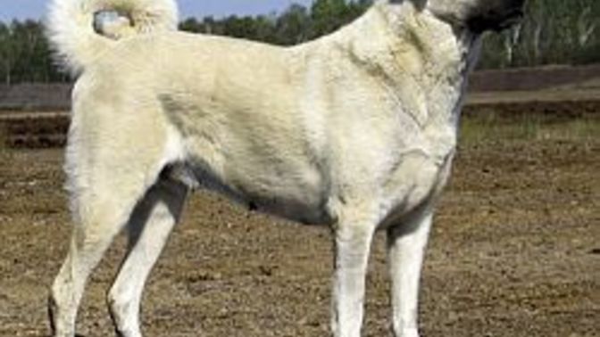 Evde kangal köpeği beslenir mi?