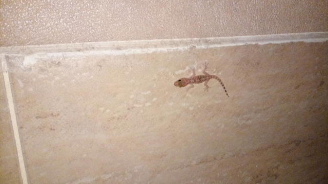 Bu kertenkele cinsinin ismi ne arkadaşlar?