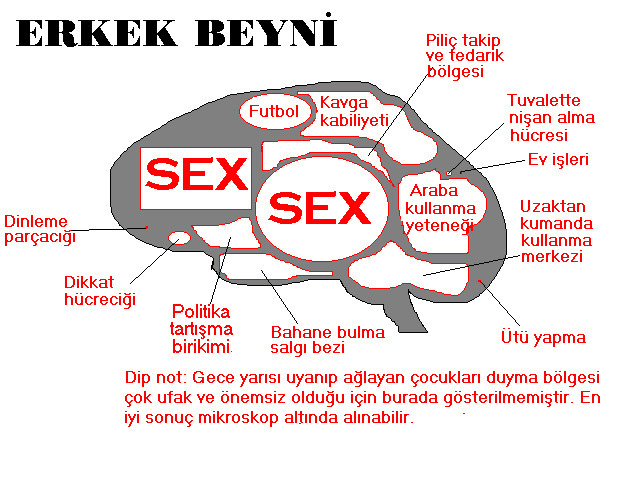Erkeklerin beyni nasıl çalışır?