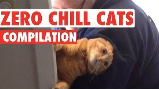 Komik kedi videoları izlemeyi sever misiniz?