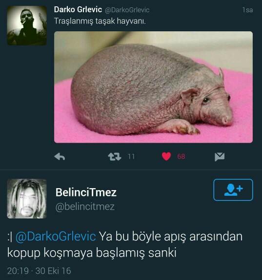 Bu hayvanın adını bilen var mı? 😂😂😂?
