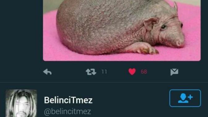Bu hayvanın adını bilen var mı? 😂😂😂?