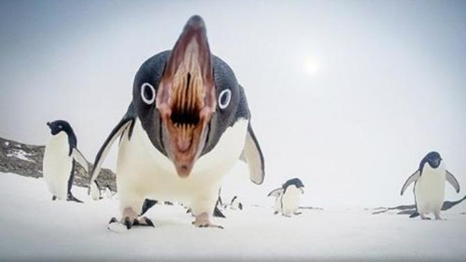 Bu fotoğrafı gördükten sonra penguenleri hala sevecek misiniz :) ?